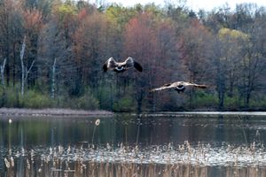 Two geese in flight over lake with bare trees in background during early spring.