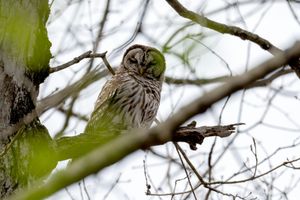Barred owl perched on branch among leafless trees in natural habitat.