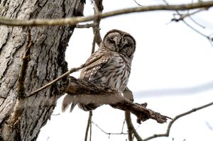 Barred owl perched on tree branch against textured bark background.