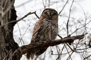 A barred owl perches alertly on a bare tree branch during winter, its feathers displaying intricate brown and white patterns.