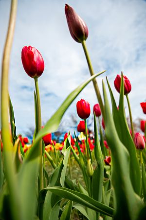 Red tulips reach toward blue sky with green stems in spring garden field viewed from low angle.