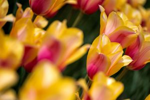 Close-up macro photograph of vibrant yellow and red tulip petals blooming in spring garden.