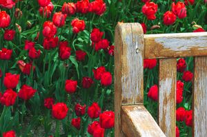 Vibrant red tulips bloom beside a weathered wooden fence post in a spring garden.
