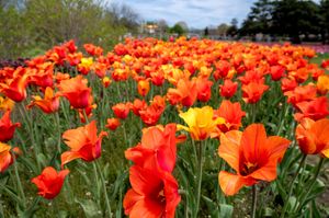 Vibrant orange and red tulips blooming in a garden field under bright spring sunshine.