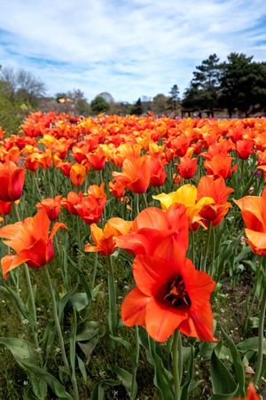 Vibrant orange and yellow tulips bloom in a large garden field under bright blue spring skies.