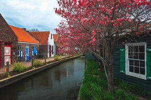 Scenic canal in Dutch village with traditional houses and blooming cherry tree along waterway under blue sky.