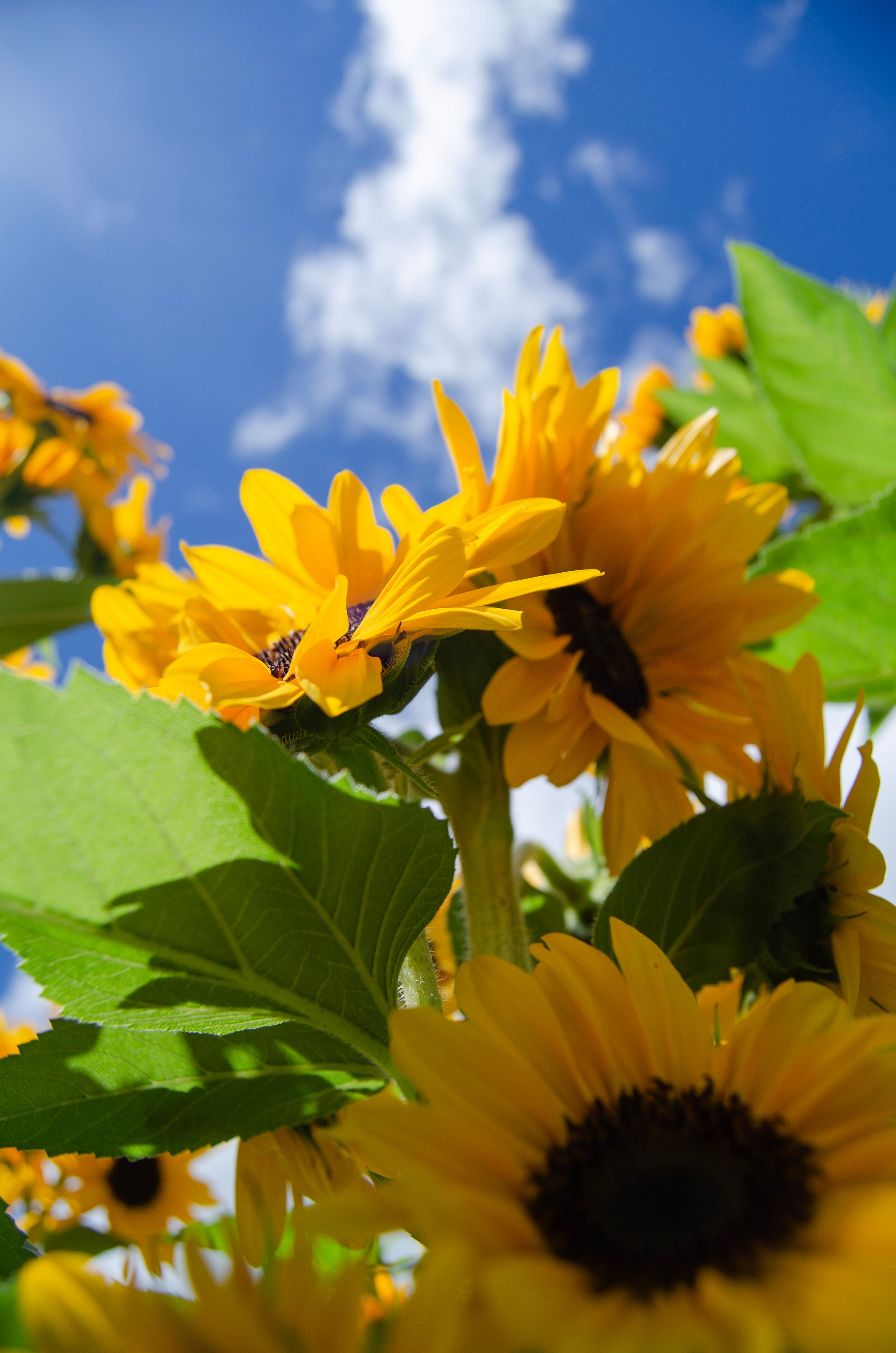 Bright yellow sunflowers reach toward blue summer sky with vibrant green leaves.