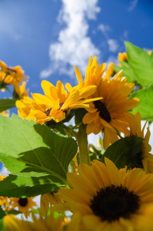 Bright yellow sunflowers reach toward blue summer sky with vibrant green leaves.