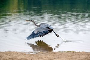 A great blue heron takes flight over calm water with wings spread wide.