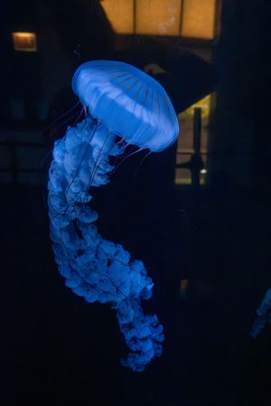 A glowing blue jellyfish illuminated in dark water creates an ethereal underwater scene.