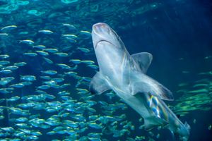 A school of small silver fish swim near a large gray dolphin in a blue underwater environment.