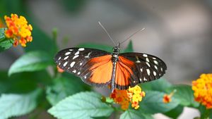 A vibrant orange and black tiger longwing butterfly perched on colorful lantana flowers with green leaves in the background.