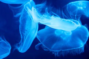Luminous blue jellyfish float gracefully in dark waters, creating an ethereal underwater display.