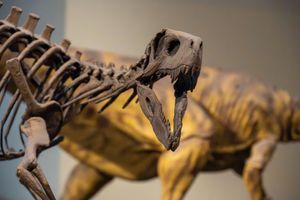 Close-up view of fossilized dinosaur skeleton bones showing intricate details and textures in warm lighting.