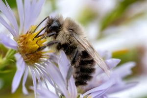 A fuzzy bee collects pollen from a purple aster flower in detailed macro photography.