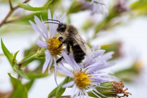 Bee collecting pollen from purple aster flowers in a garden setting.