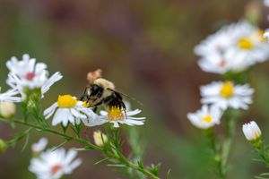 Closeup of a bumblebee collecting nectar from white daisy flowers in a garden.