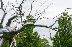 Leafless tree branches against a cloudy sky with green foliage visible in the background.