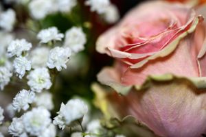 A soft focus photo of a pink rose beside delicate white baby's breath flowers.