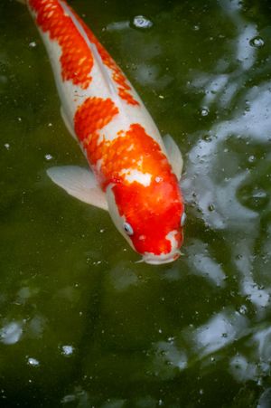 A vibrant red and white koi fish swimming in dark green pond water.