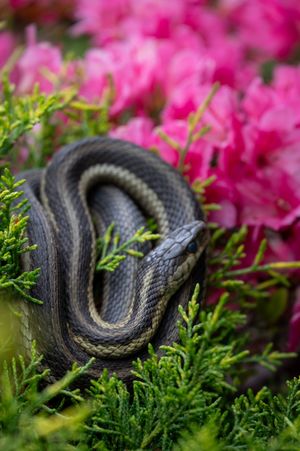 A dark gray garter snake coiled among vibrant pink azalea flowers and green foliage in a garden setting.