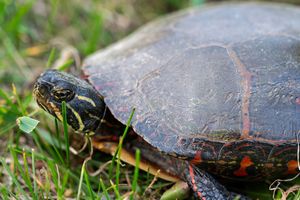 A painted turtle crawls through grass with colorful orange markings visible on its shell and neck.