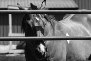 Black and white close-up of a horse looking through metal fence bars.