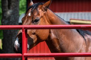 Close-up of a bay horse peering through red metal gate bars with a red barn in background.