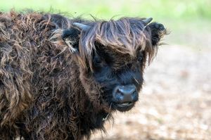 A shaggy black Highland cow with long windswept fur gazes at the camera in a natural outdoor setting.