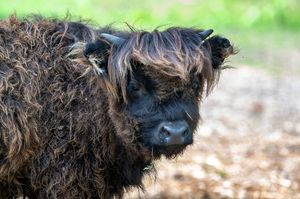 A shaggy black Highland cow with messy fur gazes at the camera against a blurred green background.