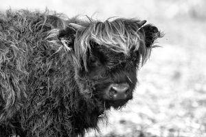 Black and white portrait of a shaggy Highland cow with long fluffy fur looking at the camera.