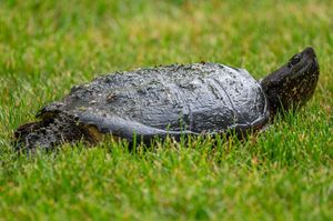 Close-up of a snapping turtle resting on grass with its dark grey shell visible.