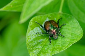 A Japanese beetle rests atop a bright green leaf in a garden setting.
