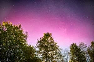 Vibrant pink and purple aurora borealis lighting up night sky above silhouetted trees.