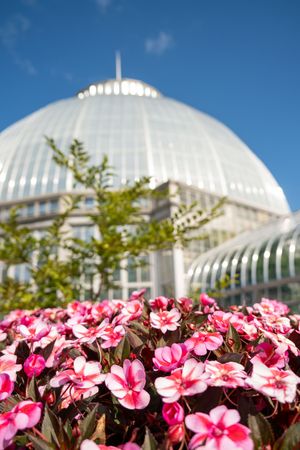 Pink and white impatiens flowers bloom in front of a white domed building against a bright blue sky.