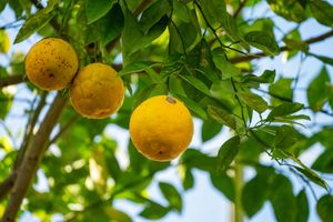 Ripe yellow oranges growing on a tree branch with vibrant green leaves against a bright blue sky.