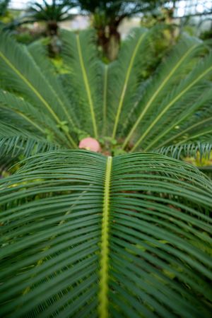 Close-up sequence of palm frond segments showing detailed green leaf patterns and symmetrical arrangement.