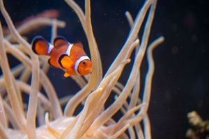 Orange and white clownfish swimming among white sea anemone tentacles against dark background.