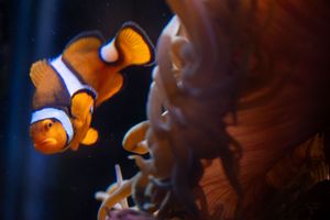 Close-up view of orange clownfish swimming in dark blue water against a black background.