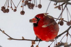 A vibrant red male Northern Cardinal perched on a snowy branch, eating a berry among dried seed pods in winter.