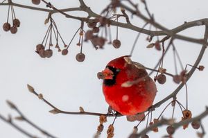 A vibrant red male Northern Cardinal perched on a bare winter branch surrounded by small dried berries against a snowy background.
