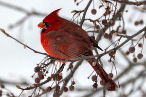 Vibrant male Northern Cardinal perched on snow-dusted branches with red berries in winter.
