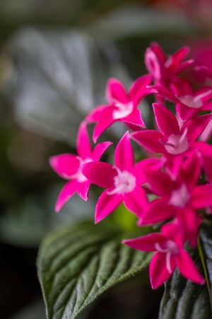 Vibrant pink pentas flowers with star-shaped blooms and white centers, surrounded by lush green leaves in soft focus.