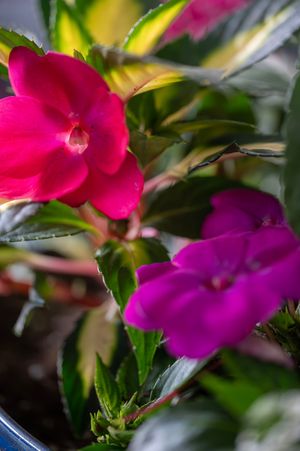 Vibrant pink and purple impatiens flowers blooming among lush green leaves in a garden pot.