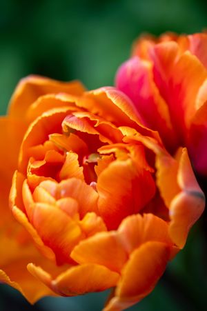Close-up of a double orange tulip with layered petals blooming in a garden.