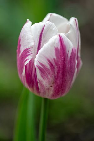 Close-up of a white and purple striped tulip in full bloom against a blurred green background.