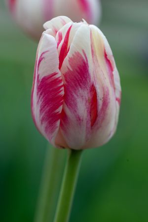 Close-up of a white and red striped tulip in full bloom against a soft green background.