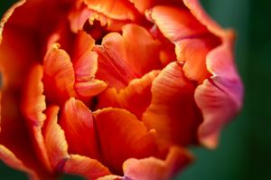 Close-up of a vibrant orange-red double tulip flower in full bloom against a dark green background.