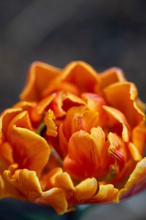 Close-up of a vibrant orange parrot tulip in full bloom, showcasing ruffled petals with yellow edges.
