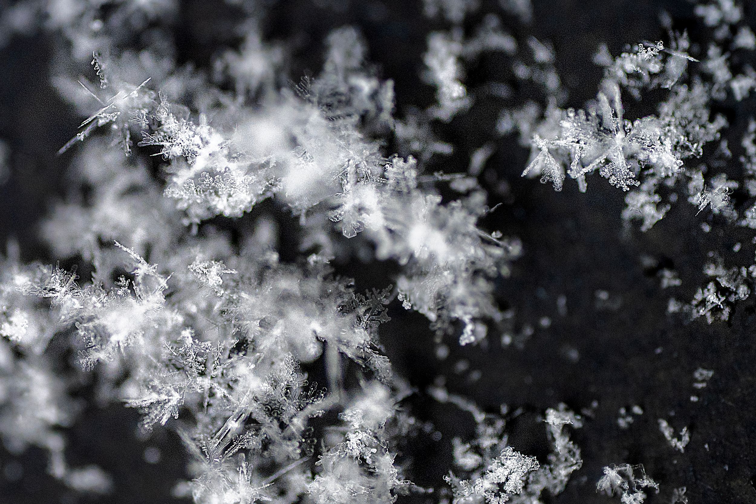 Delicate white snowflakes with intricate crystalline patterns photographed against a dark black background.